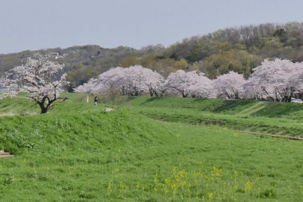 1/8市野川堰堤の桜。この右上に松山城址がある。