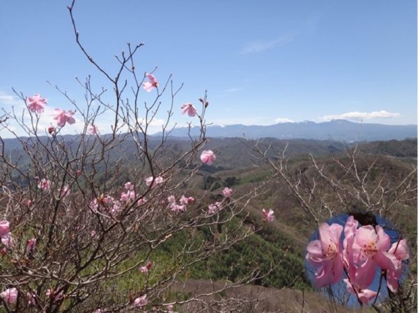 5/8 兜岩山からの眺望 アカヤシオの奥に八ケ岳が見える。