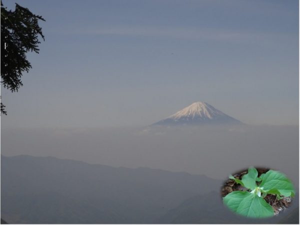 5/8 富士山展望　霞の上に屹然(きつぜん)と立つ富士！　エンレイソウも咲いて！