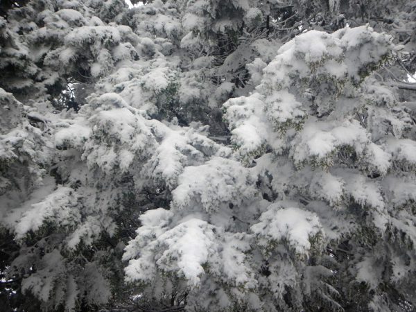 7/8 木に積もった雪　幾度も浴びせられた冷たい雪のシャワー