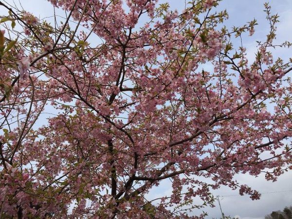 2/9 河津桜が綺麗に咲いていた
