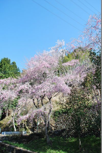 3/9 登山口の桜は枝垂れも満開