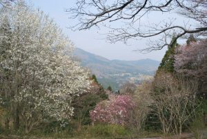 3/9コブシとモクレン、山桜が同時に開花している