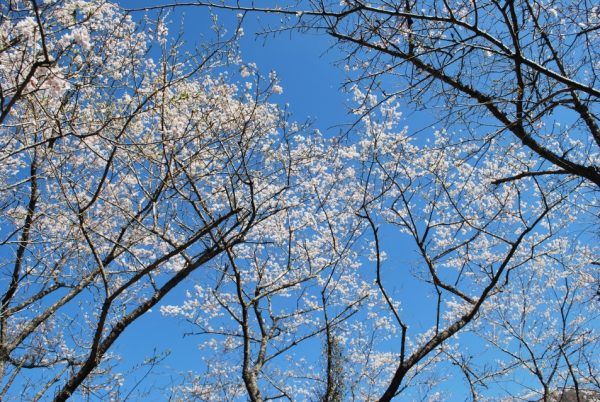 2/17 桜公園のサクラはほぼ満開