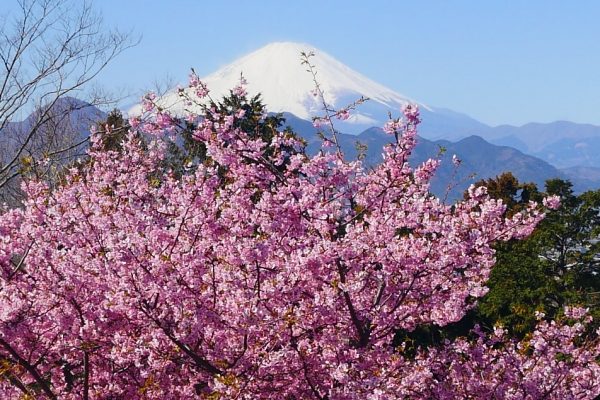 3/9 いこいの村手前から、河津桜の向うに美しい富士山