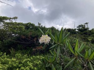 10/12 坪庭のシャクナゲ