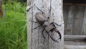 15/26山頂でのおで迎え者