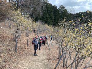 8/10 ロウバイの香りを満喫