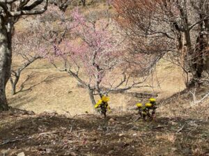 9/10 フクジュソウと梅のコラボ