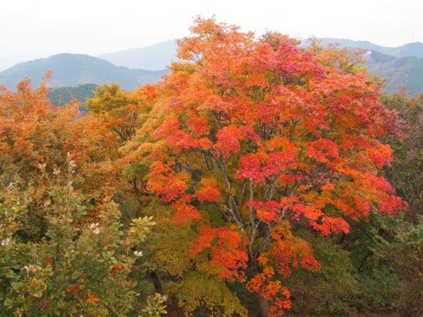 5/8丸山山頂の楓も紅葉しています