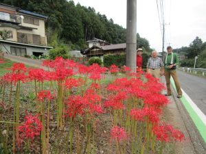11/12 下山口に残っていた彼岸花