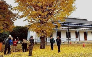 11/12 旧学習院初等科正堂(重文)と大銀杏.