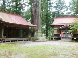 14/15山王神社の神奈川県天然記念物杉の大木
