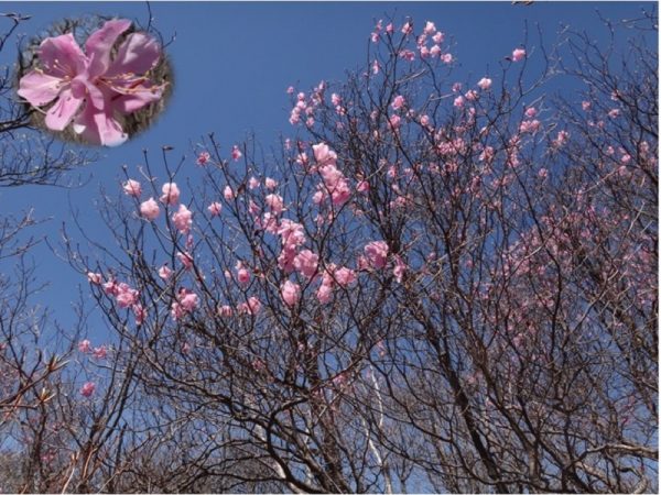 2/8 満開のアカヤシオ 澄んだ青空にアカヤシオの花が咲き誇っている。