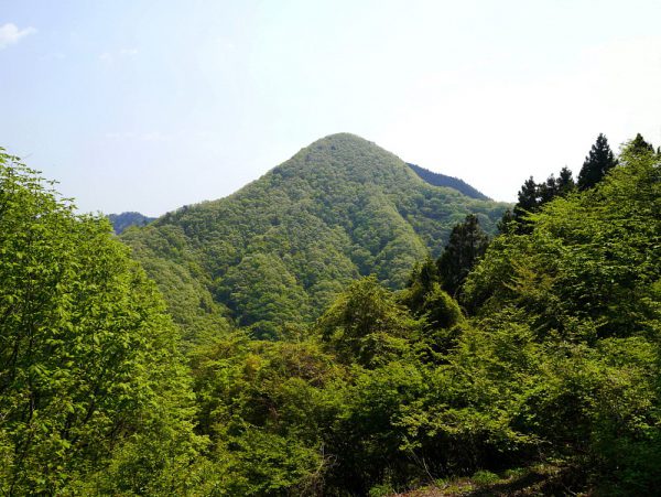 4/8 樹林の合間から見える矢平山はピラミダブルだ