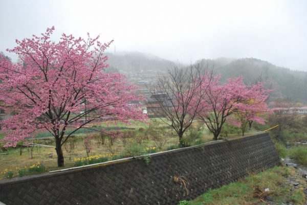 3/21 バス停そばの堤防の桜は満開