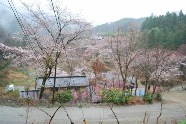 4/21 登山口の和田集落では桜と花桃が満開