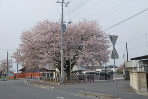1/9岩間駅前の満開の桜
