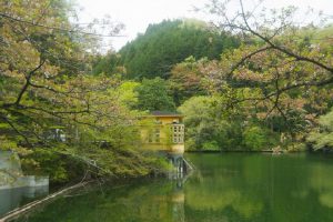 20/23鎌北湖の桜は終わっていました