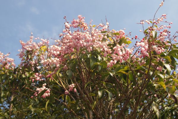 4/11ピンクの馬酔木の花が満開です