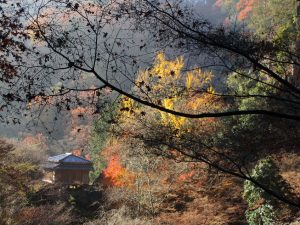 11/27A-2班2)浄因寺から登り始めると幻想的な紅葉が…