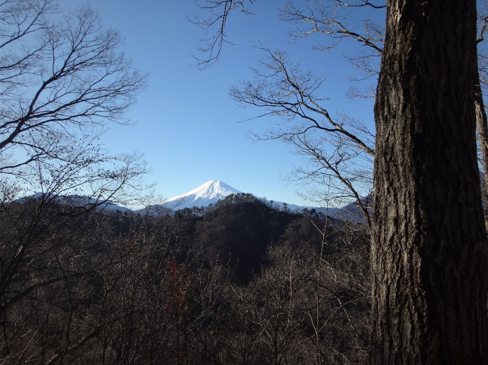 4/9 樹間越しに、富士山が見えてきた。