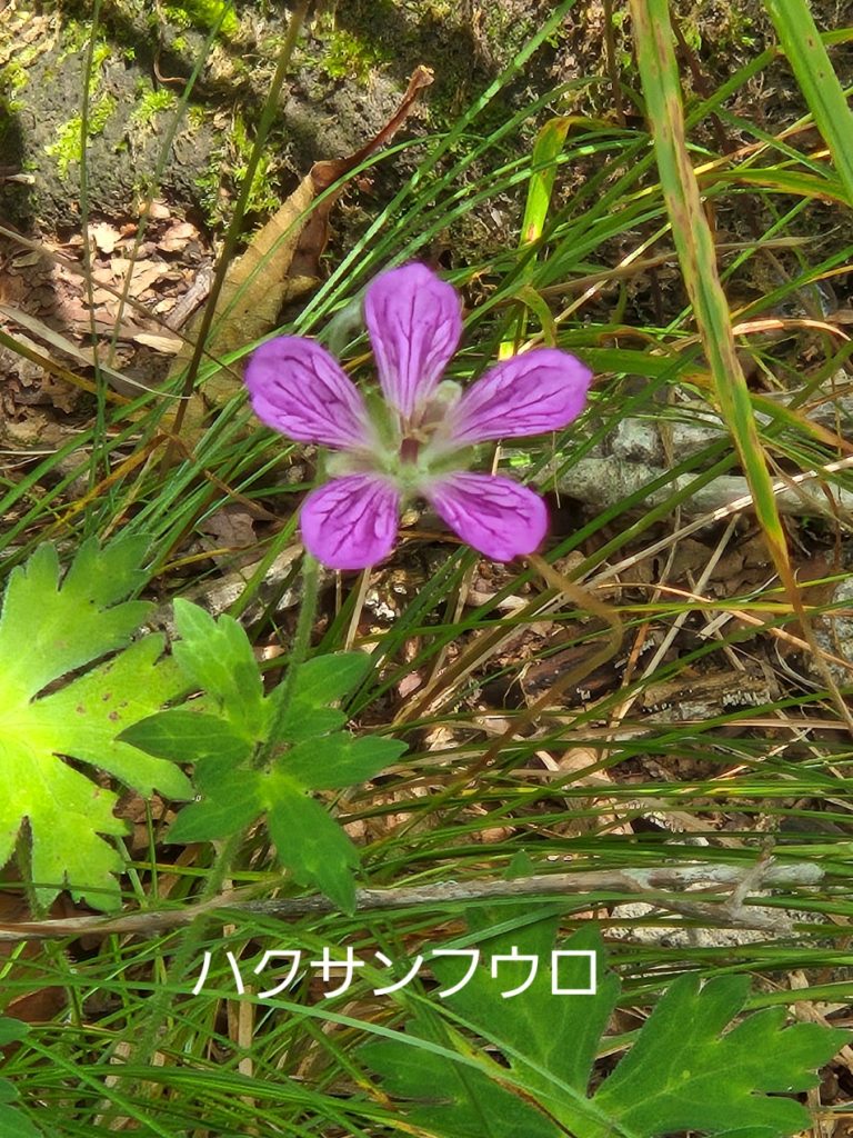 8/9 山頂直下ハクサンフウロ