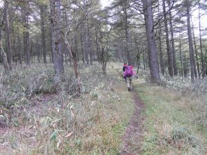 2/9 初めは緩やかな登山道