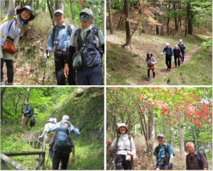 3/12 ヤマツツジに囲まれた登山道を行く