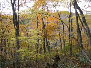 3/9 中腹は紅葉真っ盛り