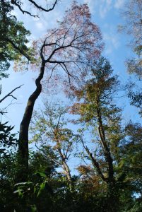 8/9紅葉した木々