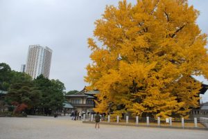 8/9 葛飾八幡宮の大イチョウ
