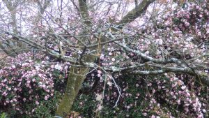 7/8 お目当ての冬桜