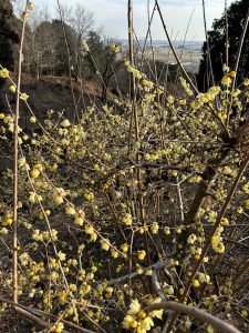 7/8 清水寺の蝋梅が見頃