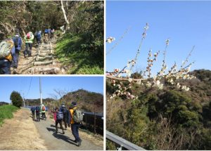 3/12 登山道には梅の花がチラホラ