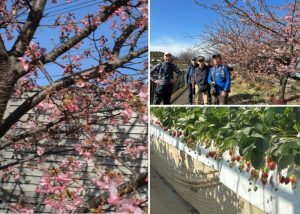 9/12  下山道には河津さくらと完熟イチゴが