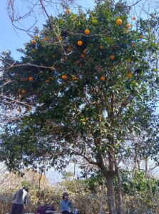 3/9 鷲頭山の夏みかん