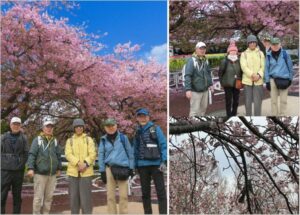 1/9　さくら満開の三浦海岸駅前にて -