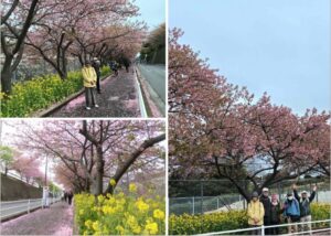 2/9　三浦海岸駅から小松ヶ池へ続くさくら通り