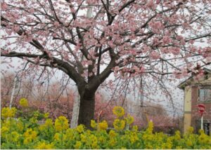 3/9　小松ヶ池入口のエドヒガンサクラは満開に