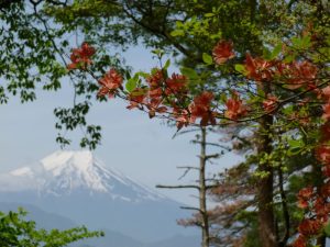 4/9 富士山とヤマツツジ