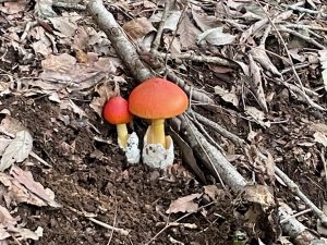 4/9 登山道で見つけたタマゴタケ