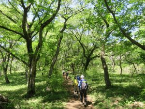 6/9 更にゆるかな「山桜の森」を経て