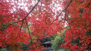 9/9 公園にはモミジ紅