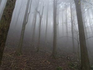 6/9 霧の中の登山道を登る